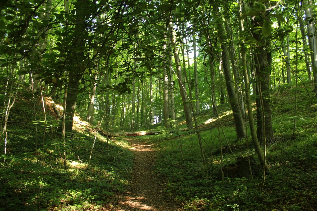 Wanderweg im Tribohmer Bachtal